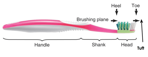 different parts of a toothbrush